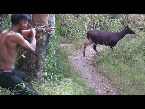 BERBURU‼️SPOT RUSA,PUYUH HUTAN,BIAWAK & BURUNG SAWAH (full poin)