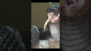 #snake