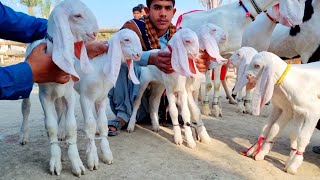 مکھی چینی بکریاں گوٹ فارم ڈیراغازیخان 03496789033 راجن پوری بکریاں دودھ والی بکریاں