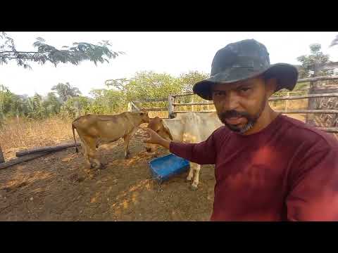 Tratando das vacas no cocho, com ração pra leite