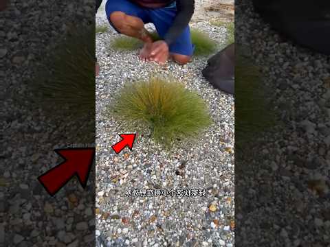 earn lakhs from this grass #shorts