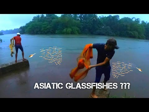 വല കോടഞ്ഞ് എടുക്കാൻ കുറച്ച് പട് ആണേലും വറുത്ത് കഴിക്കാൻ നല്ല ടേസ്റ്റ് ഉണ്ട് #castnetfishing #fishing