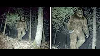 HUNTER GETS UP-CLOSE SHOT OF GIANT BIGFOOT!! CLEAREST SASQUATCH FOOTAGE EVER!!