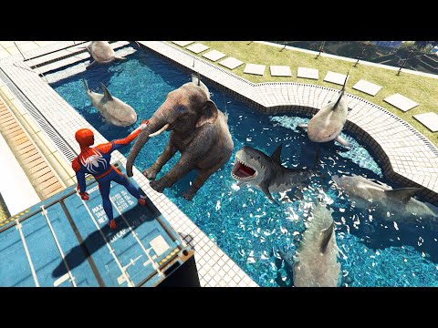 سبايدرمان يربي أسماك القرش في المسبح 2 قراند 5 GTA V Spiderman Raises Sharks 2