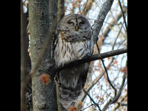 Hanging at Heckrodt: Wetland Wildlife Edition — Barred Owls