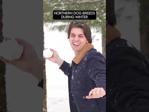 Dog Breeds During Winter