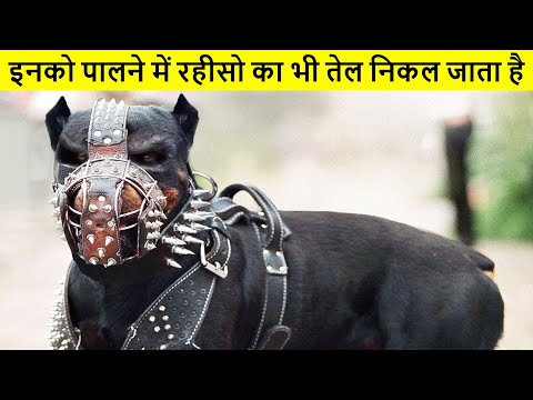 दुनिया के सबसे खतरनाक कुत्ते जिनपर सरकार ने बैन लगा रखा है | Most Illegal Dog Breeds | Banned Dogs