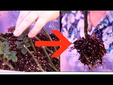 Я ОБАЛДЕЛА! 100% РЕЗУЛЬТАТ! ЛУЧШИЙ способ УКОРЕНЕНИЯ черенков РОЗЫ.