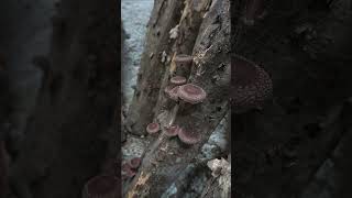 shiitake pe bușteni #ciuperci #miceliu #mushroom #shiitake