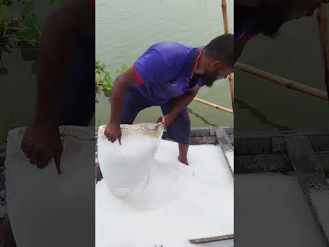 মাছকে খাওয়ানো হচ্ছে ৭৫০০ কেজি ইউরিয়া #agriculture #fishinglife #reelviralシ #ইউরিয়া