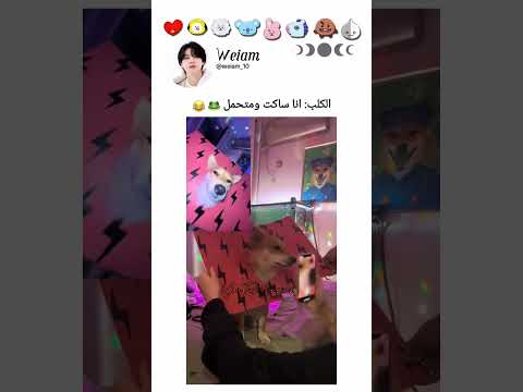 الكلب: ✋✊😂 #subscription #bts_army #explore #shorts