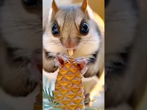 السنجاب الطائر مظلة الغابات المضيئة وإعجاز الخالق البارئ. #آيات #وثائقي