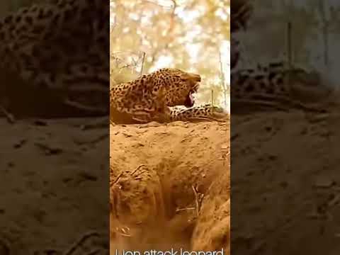 male lion attack his meal
