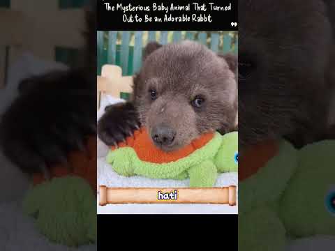 Anak Beruang yang Datang Sendiri Lalu Kembali ke Alam