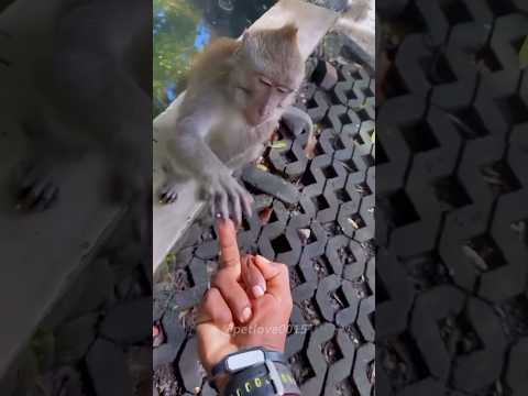 funny monkey #funny #funnypets #funnyanimals #pets #cute #monkey #funny #funnyvideo #petvideos