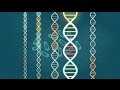 Endogenous Retroviruses and Immune System