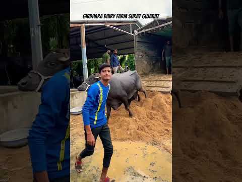 Girdhara dairy farm Surat Gujarat