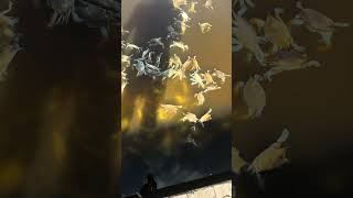 Dead crabs floating!!! Swamp People!!! Bayou Life!!! #swamp #fishing #crocodile