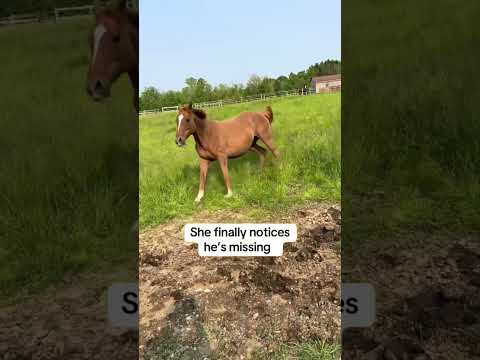 Glad no one overreacted 😳 #foal #funny #babyanimals #funnyanimals #farmlife #equestrian #babyhorse