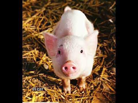 Este lindo cerdito fue adoptado por humanos. #movie #peliculas #film