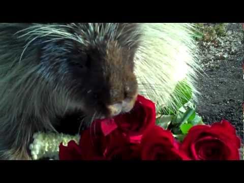 Teddy The Porcupine Enjoying Some Valentine's Day Sweets