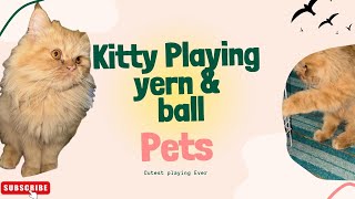 Cat Playing with Yarn and Ball | Cutest Kitty Playtime Ever!