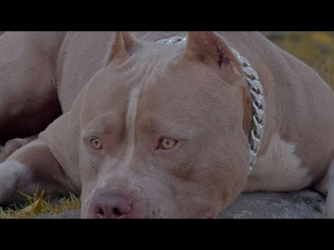 COISAS QUE UM CACHORRO DESSA RAÇA ESCUTA NA RUA 🥺💔