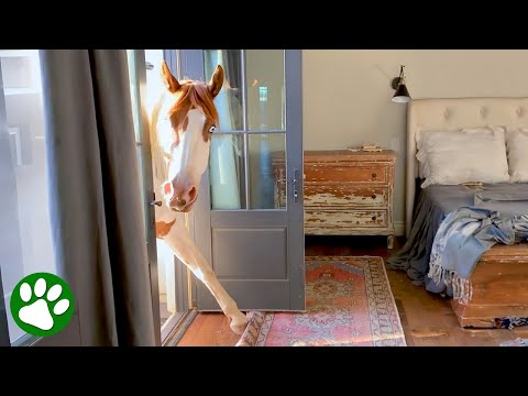 Horse Sneaks Into Woman’s House