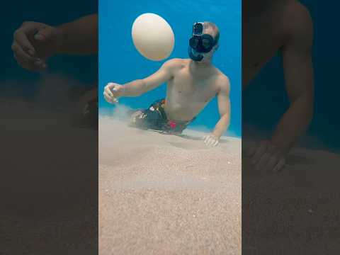 Diver cracks ostrich egg 42.069 feet deep