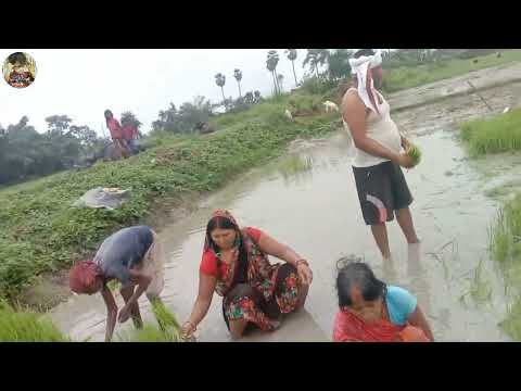 अपने गांव पर धान के खेतों में काम करते हुए