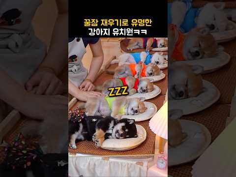 꿀잠 재우기로 유명한 강아지 유치원ㅋㅋ