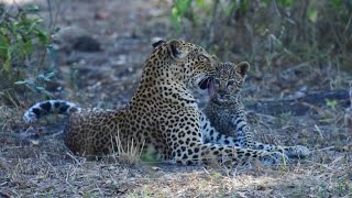 Chipazua and her cub Tapiwa