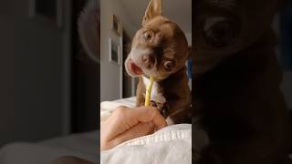 Feeling Good... #chihuahua #chihuahuafanclub #puppy
