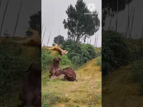 Bharat ka  खतरनाक pashu || National Animal || #shorts  #gk #facts