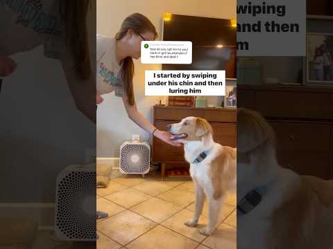 Here’s how I call Aston from across the room. #DeafBlindDog #DogTraining