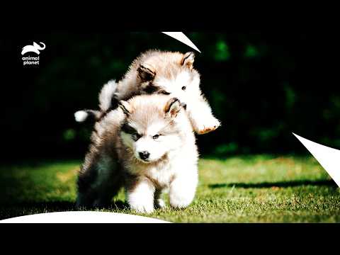 Cute Alaskan Malamute Puppies: Charming Struggles and Endearing Moments | Too Cute | Animal Planet