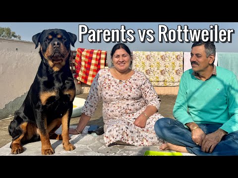 "My Parents Trained Our Rottweiler Alone While I Was in UK🇬🇧 | Inspiring Vlog by Rachit Panghal"