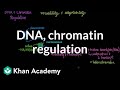 Exploring DNA and Chromatin Regulation