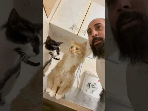 النمس شايف شيئ😂