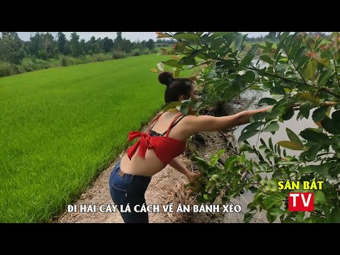 Theo Chân Đi Hái Lá Cách Về Ăn Bánh Xèo - Trọn Vị Miền Tây Trong Từng Cuốn