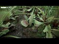 Venus Flytrap Facts and Functions