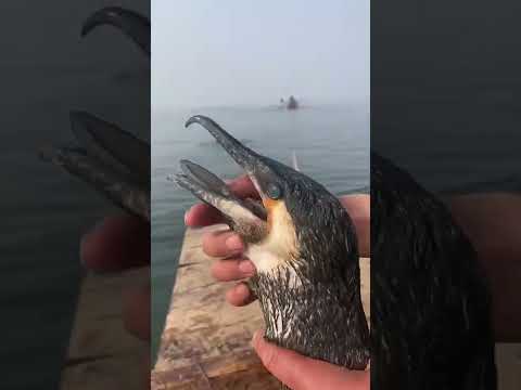 Fish fishing | Catching Fish | Hunting Fish From Hole Using Hook #00990