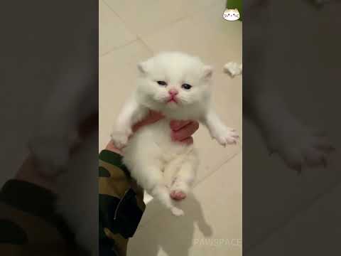Funny Cute Pets😀#shorts