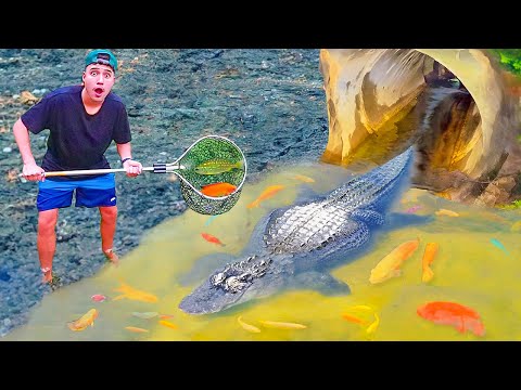 Salvando peixes PRESOS no TUNEL de JACARÉ!