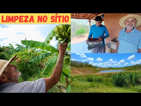 Fazendo Limpeza no Sítio Vejam só As Frutíferas Produzindo +Presente🎁pra Assucena +Muita Fartura