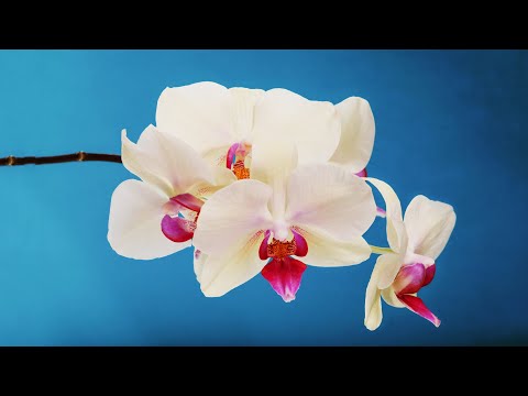 2 Hours of Calming Piano for Stress Relief | Vida