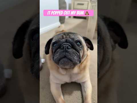 OOPS I 💨💩 AGAIN… #puppy #doggo #pets #cute #funny #pug #comedy