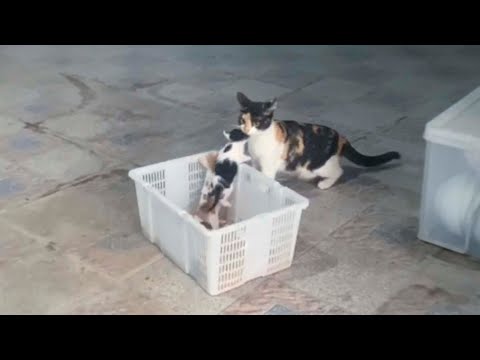 The Smart and Grumpy Cat : Angry Mother Cat Steals Her Kittens and Hides Them