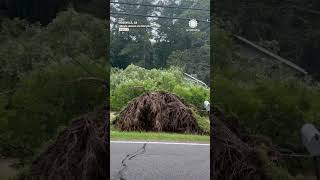 Timber! Huge Tree Crashes to Ground in Flood