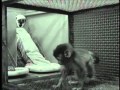 Monkey Behavior and Contact Comfort